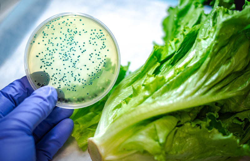 Food Contamination Basics